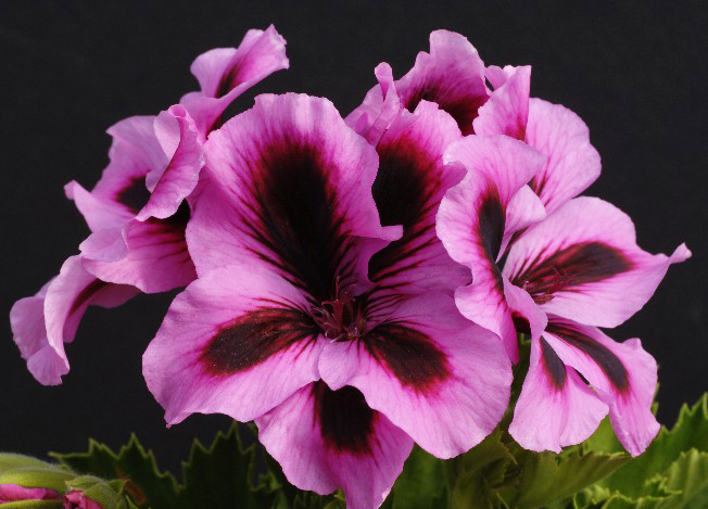 شمعدانی اژدری